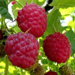 Саджанці малини Королівський Пінгвін