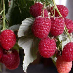 Саженцы малины Геракл