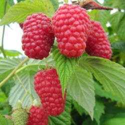 Саженцы малины Гусар