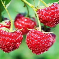 Саженцы малины Микер