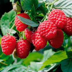 Саженцы малины Нантахала