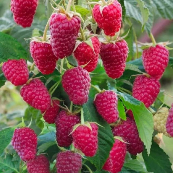 Саджанці малини Полка