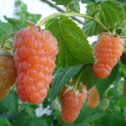 Саджанці малини Помаранчево Диво