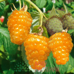 Саджанці малини Ярославна жовта