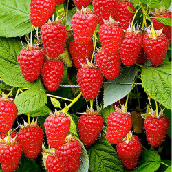 Саджанці малини Жар Птиця