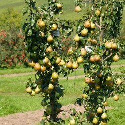 Груша колоновидна Павлівська