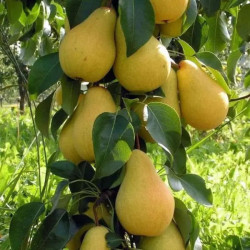 Груша колоновидна Медова
