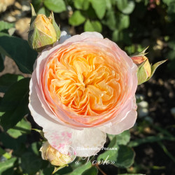 Саджанці троянди Джульєтта