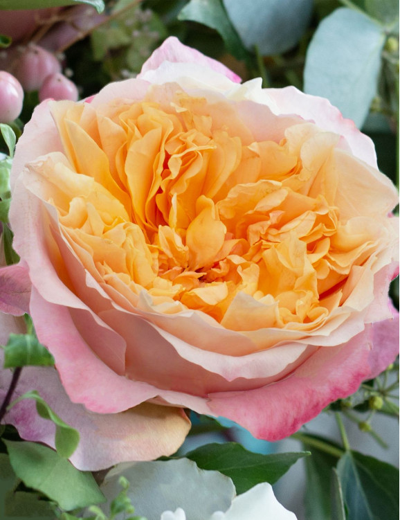 Саженец розы Эдит