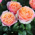 Саджанець троянди Едіт