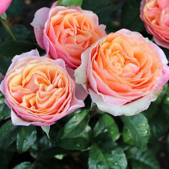 Саджанець троянди Едіт