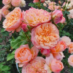 Саджанець троянди Едіт