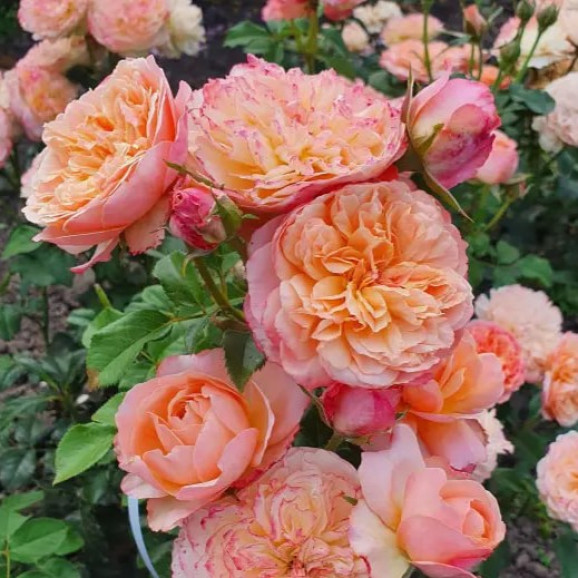 Саджанець троянди Едіт