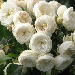 Саженцы розы Артемис