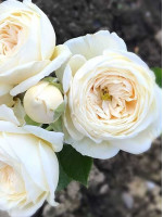 Саджанці троянди Артеміс