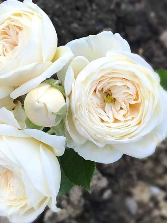 Саджанці троянди Артеміс