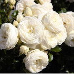 Саджанці троянди Артеміс