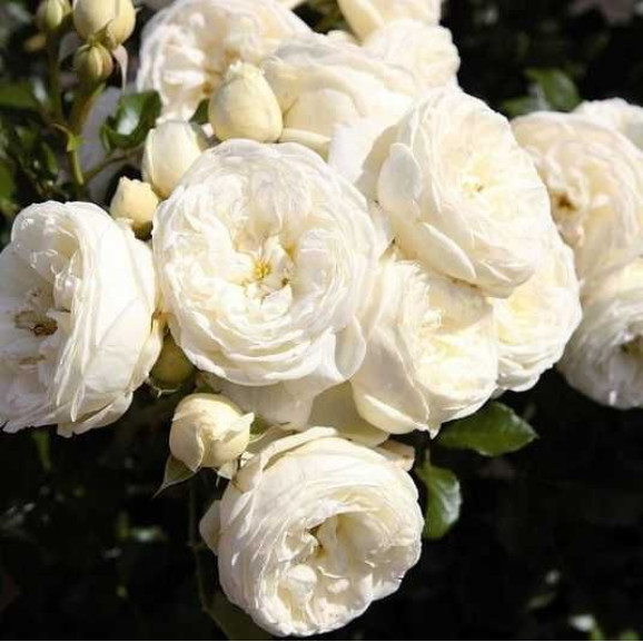 Саджанці троянди Артеміс