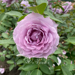 Саджанці троянди Новаліс