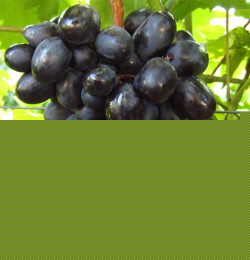 Саджанці винограду Краса Балок