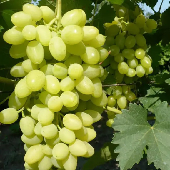 Саджанці винограду Августін