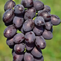 Саджанці винограду Каталонія