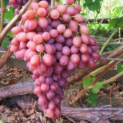 Саджанці винограду Рожевий мускатний
