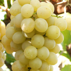 Саджанці винограду Мускат Італія