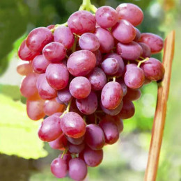 Саджанці винограду Софія