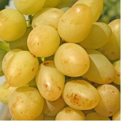 Саджанці винограду Аркадія