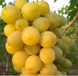 Саджанці винограду Смарагд