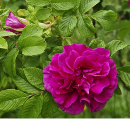 Саженцы розы для Варенья