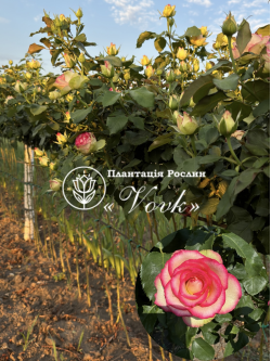 Саджанці троянди Есперанса на штамбі