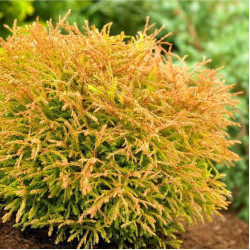 Саджанці туї Golden Tuffet (Голден Таффет)