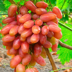 Саджанці винограду Преображення