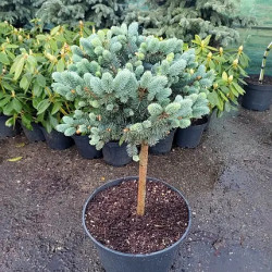 Саджанці ялиці високорослої Glauca (Глаука) на штамбі