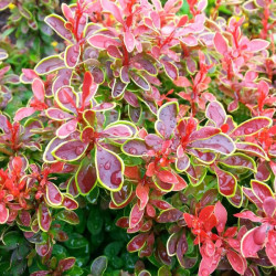 Саджанці барбарису Admiration (Адмірейшн)