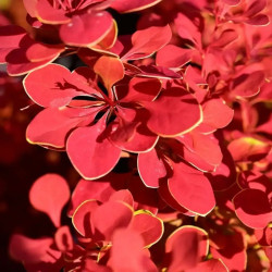 Саджанці барбарису Marylka (Марилька)