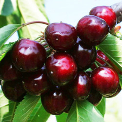 Саженцы черешни Мелитопольская