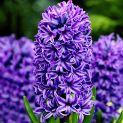 Луковицы гиацинта Atlantic Горшок  0,5 л