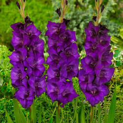 Цибулини гладіолуса PURPLE FLORA