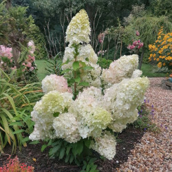 Саджанці гортензії волотистої Hercules (Геркулес)