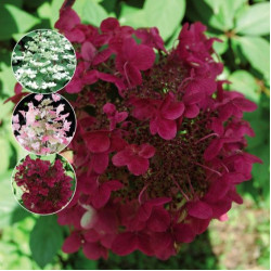 Саджанці гортензії волотистої Wim's Red (Вімс Ред)