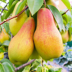 Саджанці груші Талгарська красуня