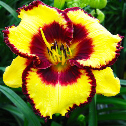 Кореневища лілейника Calico Jack