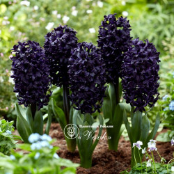 Луковицы гиацинта Midnight Sky  Горшок  0,5 л