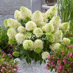 Саженцы гортензии метельчатой Skyfall (Скайфол)