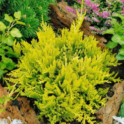 Саженцы можжевельника Golden Carpet (Голден Карпет)