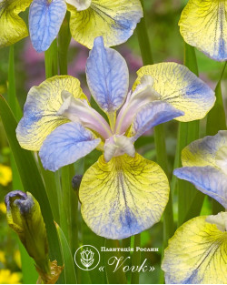 Саженцы можжевельника Ice Blue (Айс Блу)