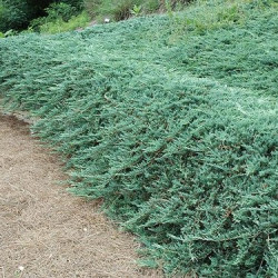 Саженцы можжевельника Bar Harbor (Бар Харбор)